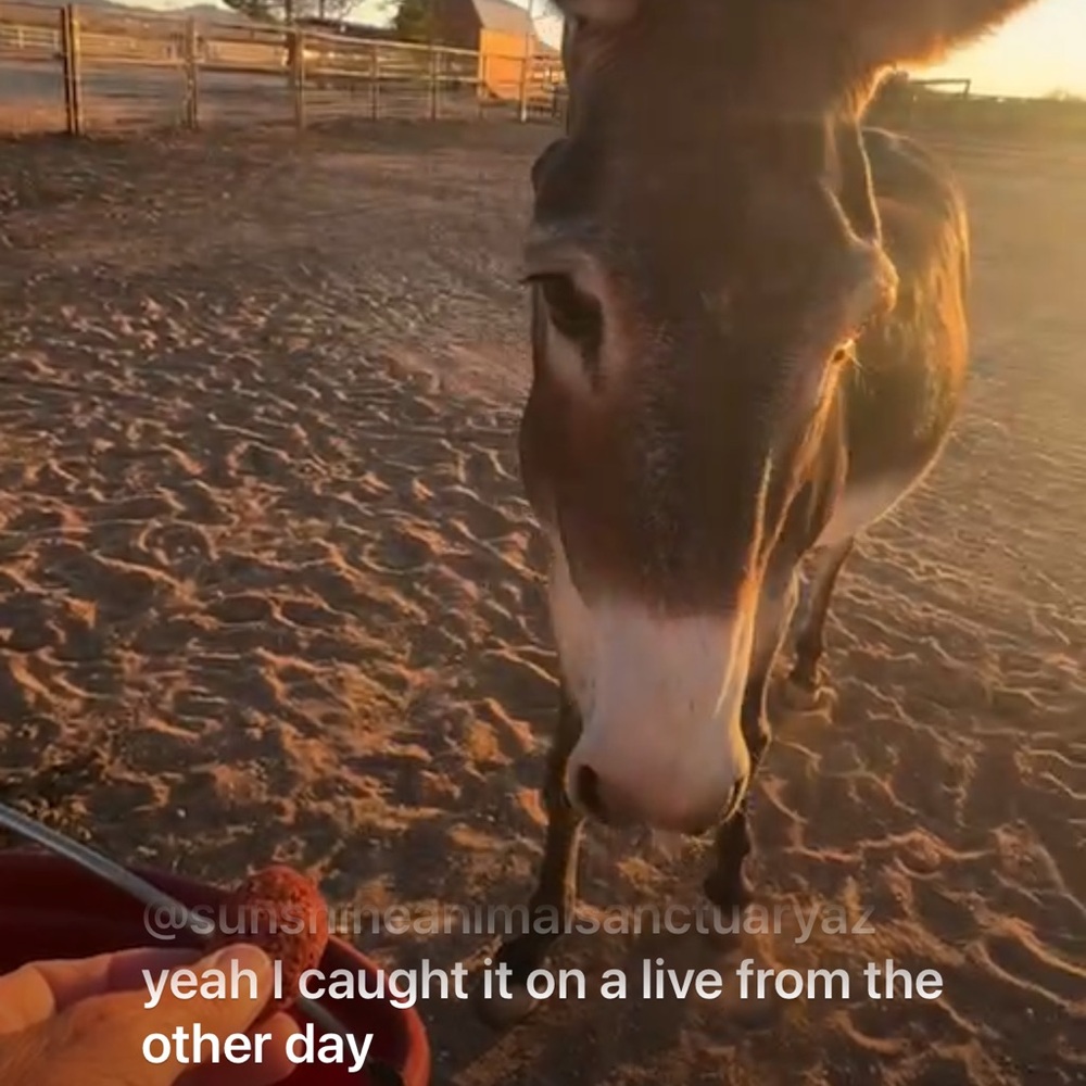 Gift 🎁 Felicia. 
This is The famous RJ The donkey who is a rescue. Sweet boy.